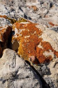 Calogaya saxicola image