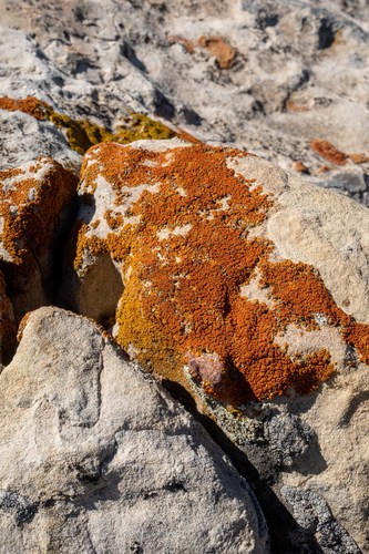 Calogaya saxicola image