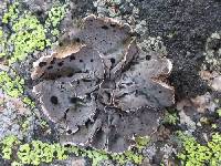 Umbilicaria virginis image