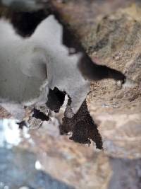 Umbilicaria americana image