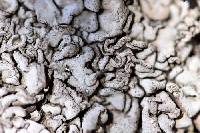 Dermatocarpon intestiniforme image