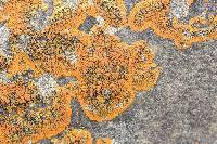 Calogaya saxicola image