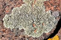 Rhizoplaca novomexicana image