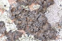 Umbilicaria torrefacta image
