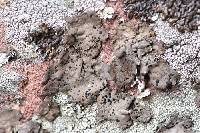 Umbilicaria torrefacta image