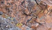 Umbilicaria americana image