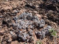 Psora cerebriformis image