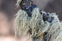 Usnea perplexans image