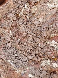 Umbilicaria torrefacta image
