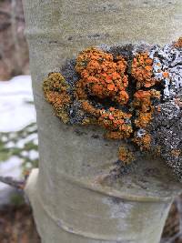 Xanthomendoza montana image