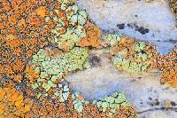 Acarospora stapfiana image