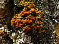 Xanthomendoza montana image