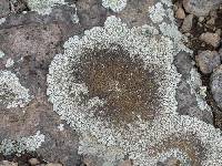 Protoparmeliopsis garovaglii image