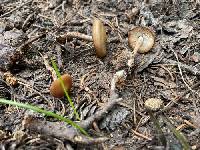 Baeospora occidentalis image