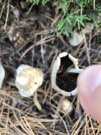 Candolleomyces candolleanus image