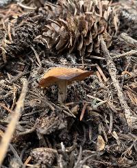 Baeospora occidentalis image