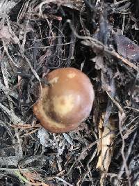Baeospora occidentalis image