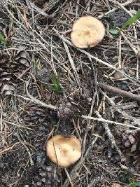 Baeospora occidentalis image