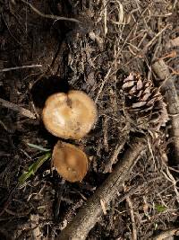 Baeospora occidentalis image