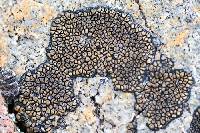 Sporastatia testudinea image