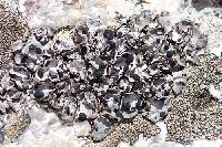 Umbilicaria virginis image