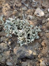 Xanthoparmelia chlorochroa image