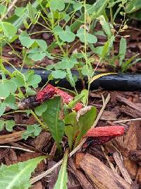 Phallus rugulosus image