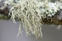 Usnea perplexans image