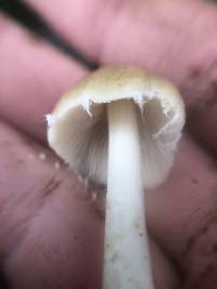 Candolleomyces candolleanus image