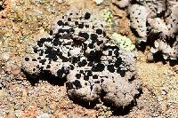 Umbilicaria virginis image