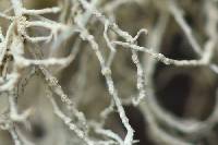 Usnea perplexans image