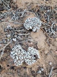 Psora cerebriformis image