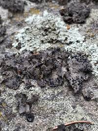 Umbilicaria torrefacta image