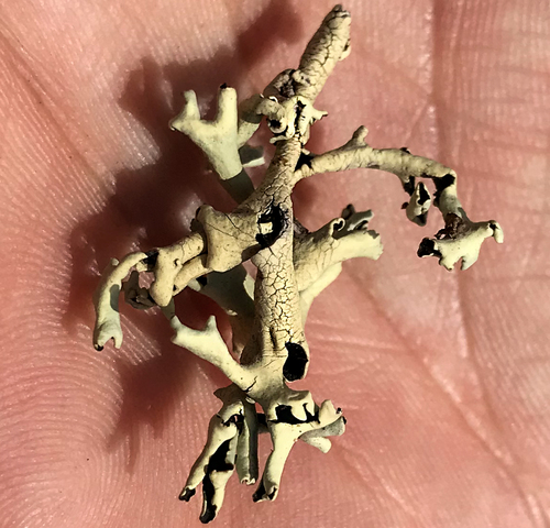 Xanthoparmelia neochlorochroa image