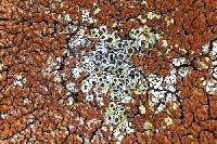 Acarospora stapfiana image