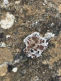 Glypholecia scabra image
