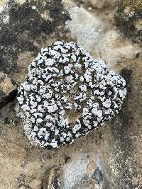 Psora cerebriformis image