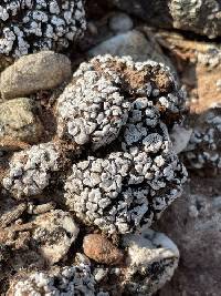 Psora cerebriformis image