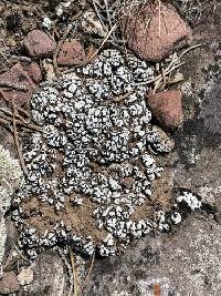 Psora cerebriformis image