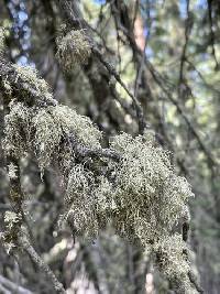 Usnea perplexans image
