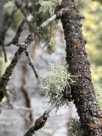 Usnea perplexans image