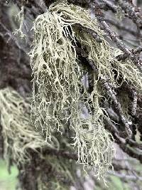 Evernia divaricata image