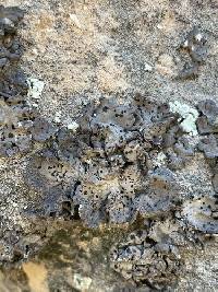 Umbilicaria torrefacta image