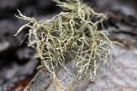 Usnea perplexans image