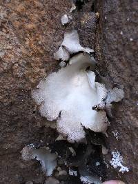 Umbilicaria americana image