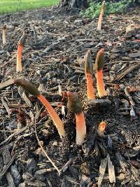 Phallus rugulosus image