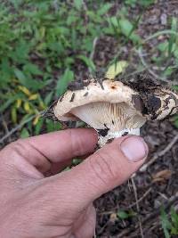 Lactarius pseudodelicatus image