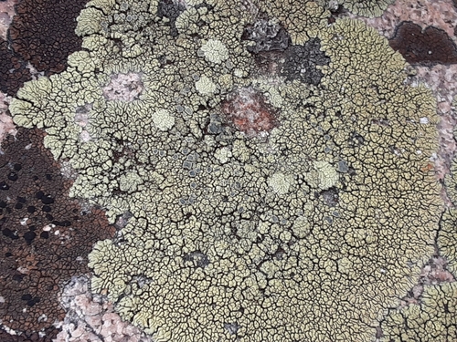Rhizoplaca novomexicana image