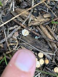 Crucibulum cyathiforme image