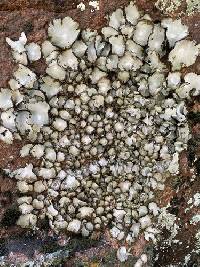 Umbilicaria americana image